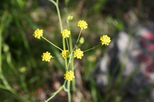 Bupleurum falcatum (2) (1200 x 800)